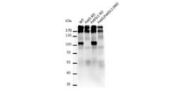 phospho DCC (Tyr1418) Rabbit anti-Rat, Polyclonal, MilliporeSigma:Antibodies:Primary